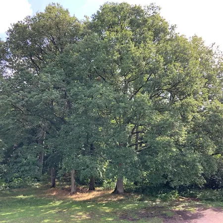 La Clef Des Bois - Séjournez En Cœur De Forêt Raismes